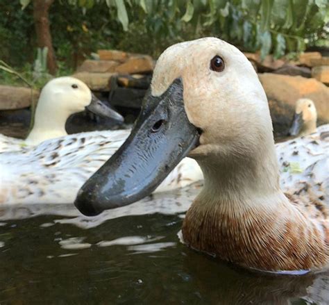 How to build a backyard pond with a DIY biofilter - Tyrant Farms