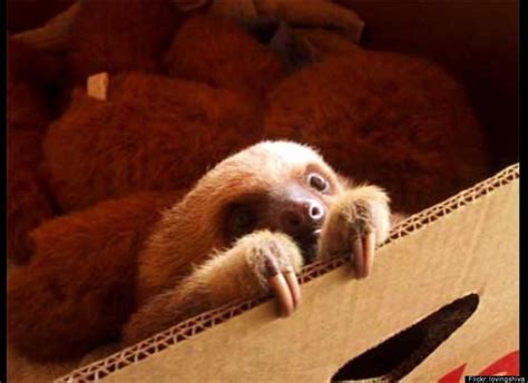 Baby Sloth Eating Breakfast At Minnesota Zoo Will Make Your Day (VIDEO ...