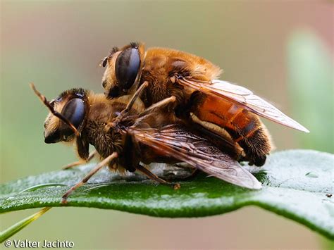 Eristalis tenax | Macau Biodiversity