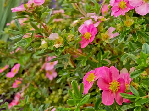 17 Amazing Small Flowering Shrubs