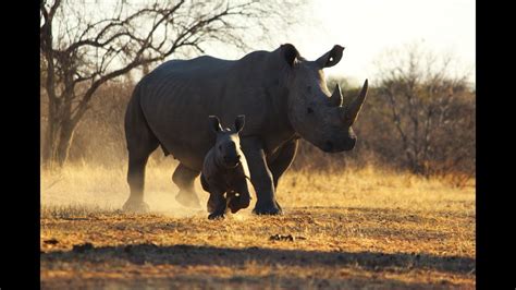 MATING BEHAVIOUR OF WHITE RHINO - YouTube