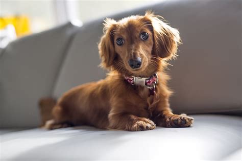 Meet the Dachshund: Personality, Health, and Care | ASPCA Pet Health ...