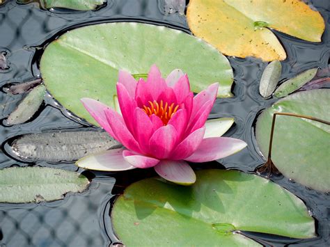 Waterlily Pink Pond Aquatic - Free photo on Pixabay - Pixabay