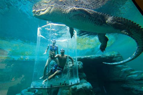 Crocosaurus Cove Darwin | Australian Traveller