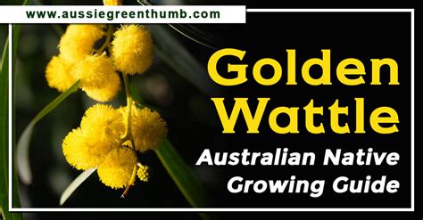 Golden Wattle – Australian Native Growing Guide - AGT