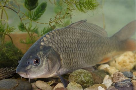 Fish of the Severn - Unlocking the SevernUnlocking the Severn