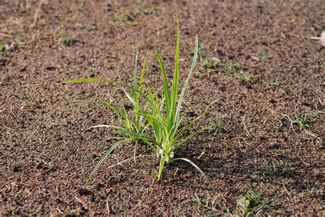 Yellow Nutsedge: Two New Publications on Controlling this Troublesome Weed | Purdue University ...