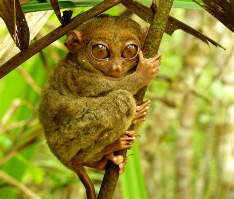 Adaptations of the Philippine Tarsier