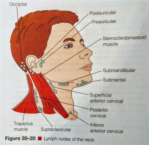 Lymph Nodes -Head & Neck | Lymph nodes, Nursing school survival, Nursing school essential