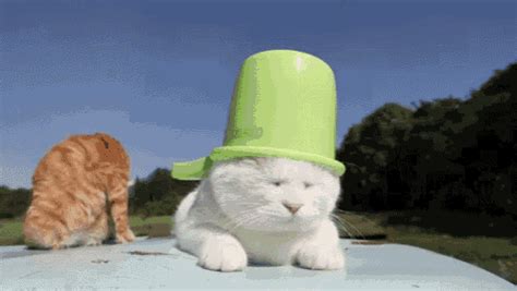 Peace I'm Out GIF - Cat Hat Calm - Discover & Share GIFs