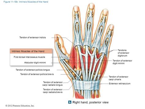 Image result for tendons of extensor digitorum hand posterior | Hand anatomy, Human anatomy and ...