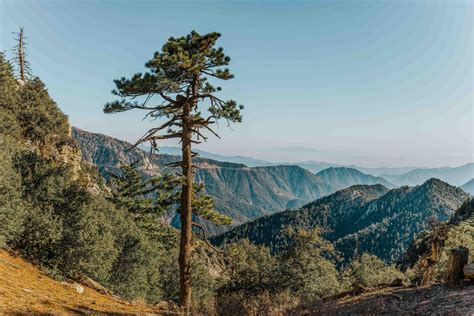 A Guide to California's National Forests