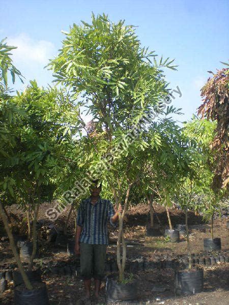 Saraca Asoca Plant, for Agriculture, Features : Fast Growth at Best Price in Rajahmundry