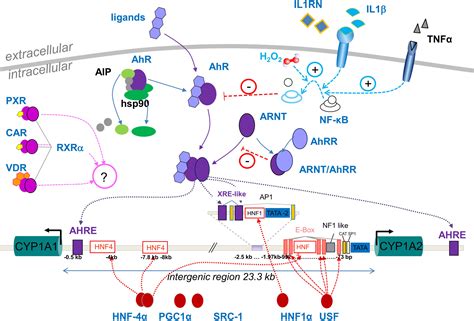 Frontiers | Pathway-Targeted Pharmacogenomics of CYP1A2 in Human Liver ...