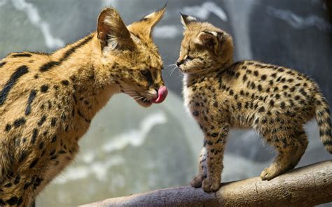 Serval Pet Breeders