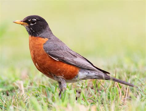 Bird Directory: American Robin