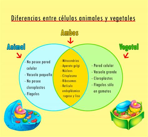 Diferencias entre la célula animal y la célula vegetal