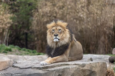 African Lion - Cincinnati Zoo & Botanical Garden