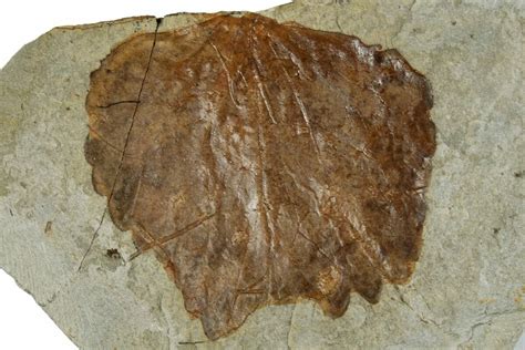 1.65" Fossil Leaf (Archeampelos) - Montana (#262498) For Sale - FossilEra.com