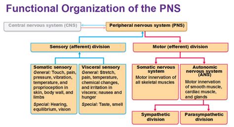 What is the function of the sensory division of the peripheral nervous system? | Socratic