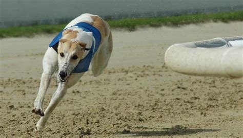 Spanish Greyhound - Dog Breed Standards