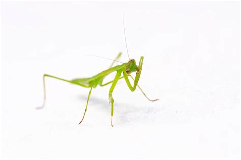 Praying mantis by alazny on DeviantArt