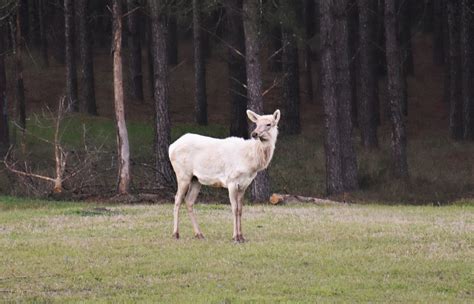 Meet Frosty, the Albino Elk - Toney's Place - Toney's Place