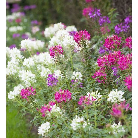 Cleome spinosa 'Colour Mix' | Cleome spinosa, Cleome flowers, Flower seedlings