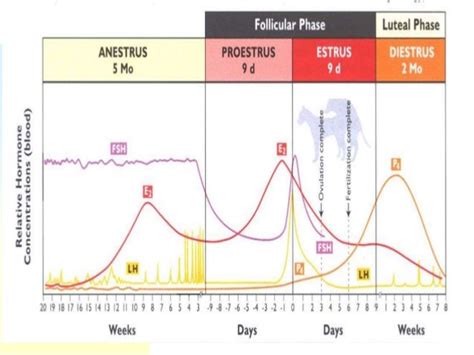 Estrus cycle of bitch