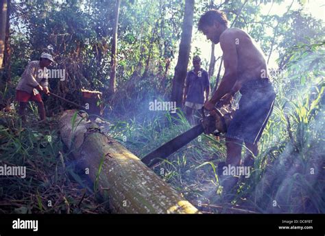 Illegal logging, cutting of tree with chainsaw, Amazon rain forest ...