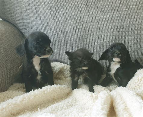 READY NOW adorable french boodle puppies | in Sheffield, South Yorkshire | Gumtree