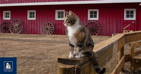 Is Cat a Farm Animal?