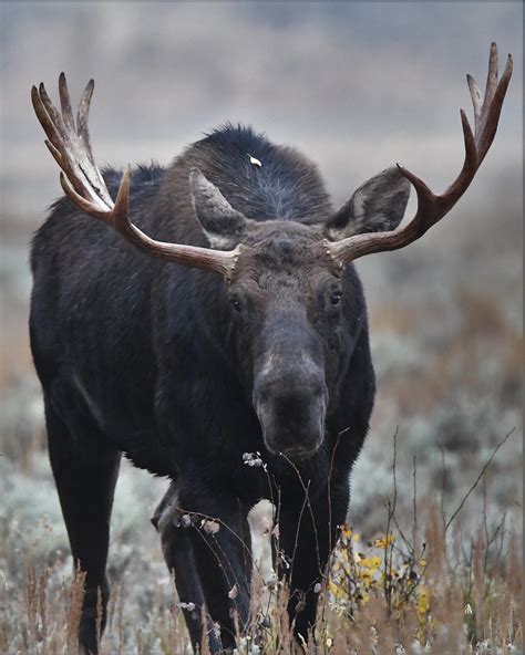 Male Moose | A male Moosein the Gros Ventre Campgrounds area… | Flickr