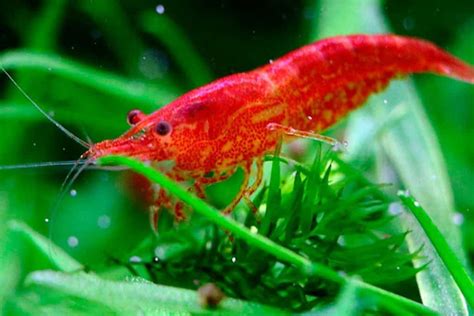 Guide: How to Breed Shrimp - Shrimp and Snail Breeder