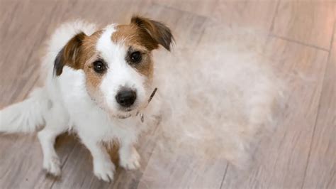 Is Your Dog Losing Hair? Here Are Some Common Causes