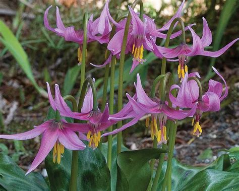 Fraser's Thimble Farm, Erythronium revolutum