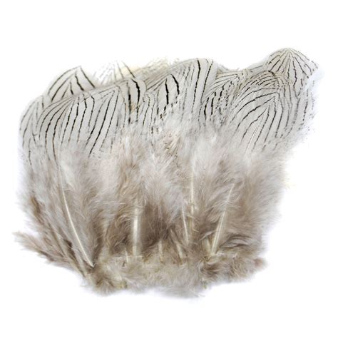 Silver Pheasant Feathers | Pacific Fly Fishers