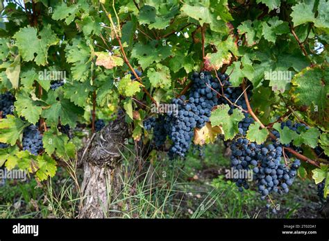 Green vineyards with rows of red Cabernet Sauvignon grape variety of Haut-Medoc vineyards in ...