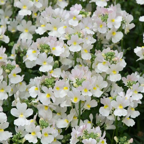 Nemesia Wisley Vanilla - G4rden Plant