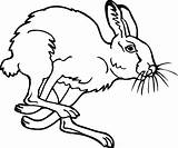 Jackrabbit Coloring Page sketch template