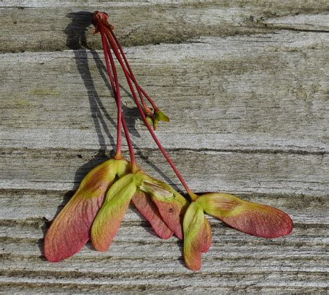 Maple seeds,maple seed,colorful,maple tree,acer - free image from ...