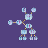 Meiosis - Made Super Easy - Animation ( Video ) | Biology | CK-12 Foundation