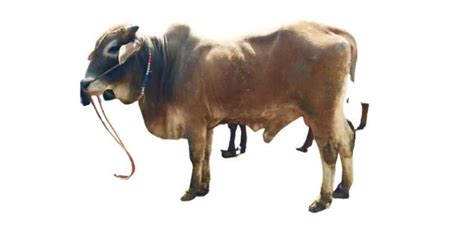 Sahiwal Cattle, Everything You Need To Know | Farming Base