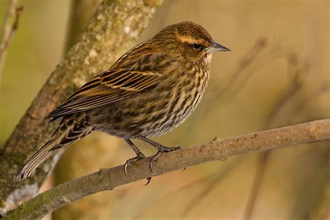 "FEMALE RED-WINGED BLACKBIRD" by Sandy Hill | Redbubble