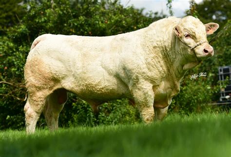 Fully Tested Charolais Bulls - ICBF