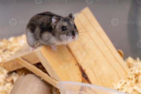 Campbell's dwarf hamster 3813462 Stock Photo at Vecteezy