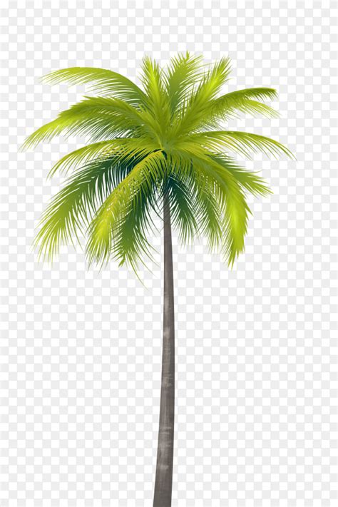 Coconut Tree on transparent Background PNG - Similar PNG