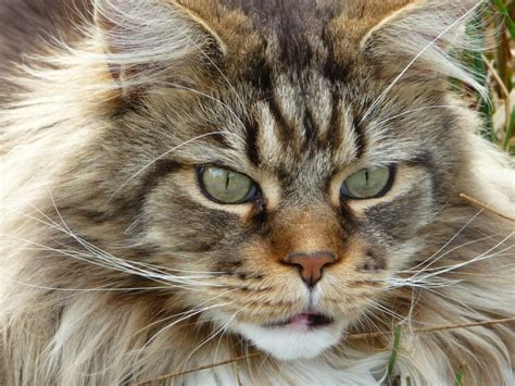 Are Maine Coons More Social Than Other Cat Breeds? - MaineCoon.org