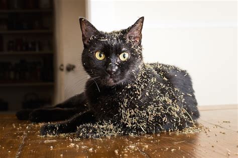 Pet Photographer Captures Cats Going Crazy for Catnip