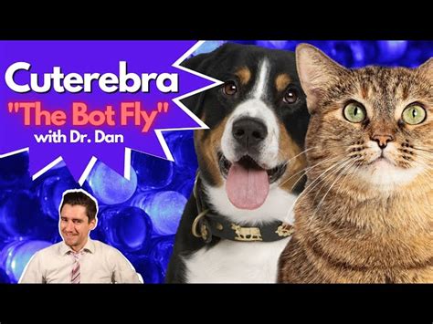 Bot Fly Symptoms In Dogs